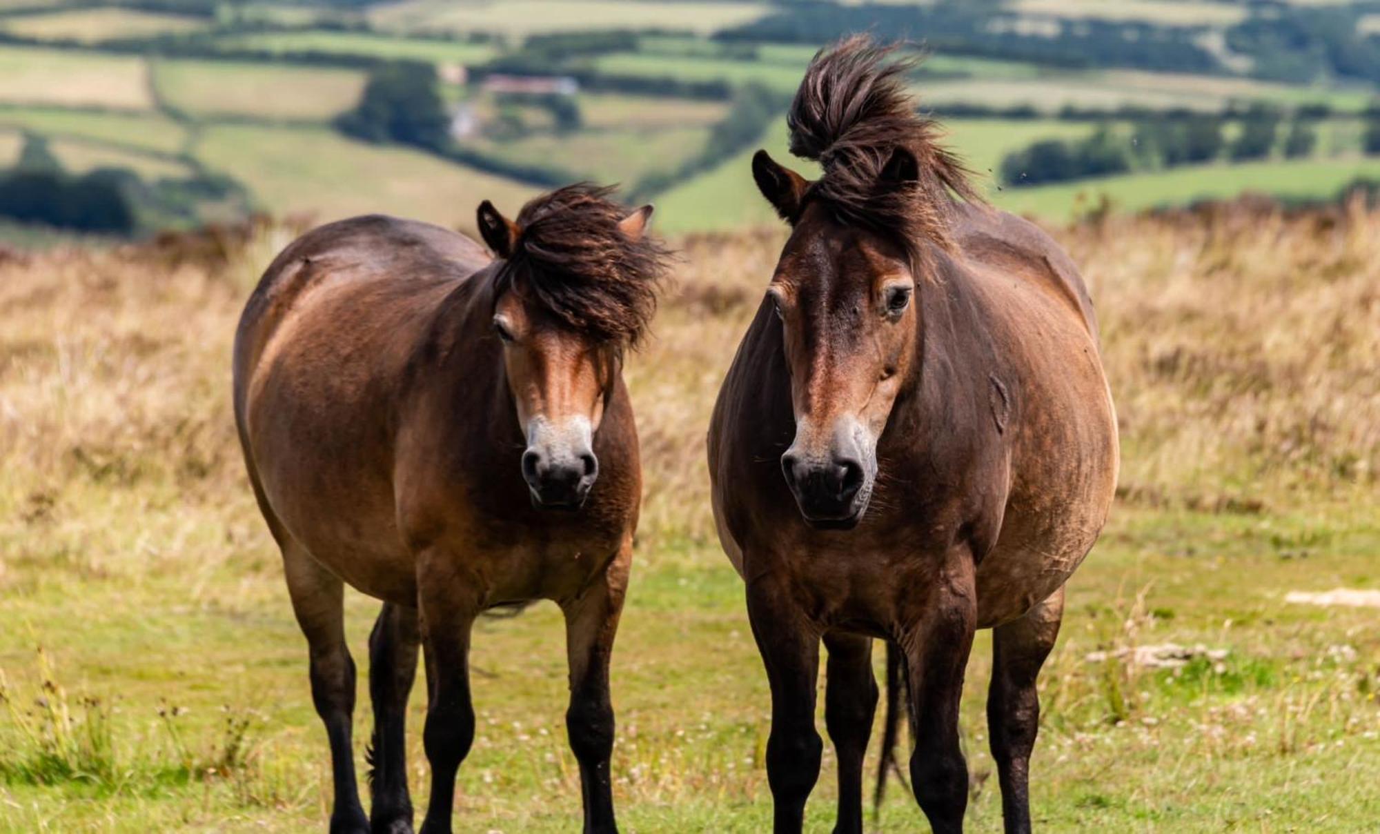 The Hayloft, Exmoor Bed and Breakfast Withypool Εξωτερικό φωτογραφία